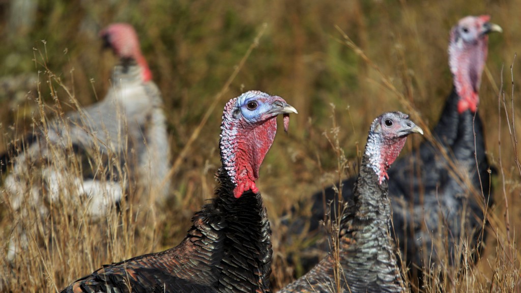 Heritage turkeys like these Standard Bronze Hens, right, and Narragansett, background left, can now be ordered online via sites like Local Harvest.