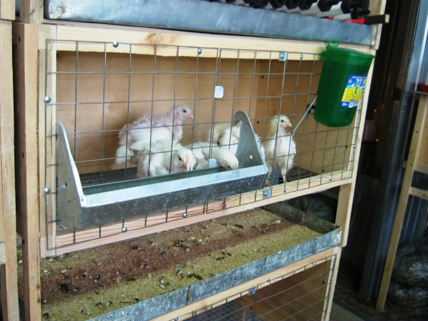 Выращивание цыплят в домашних условиях для начинающих. Брудер и клетки для кур бройлеров. Курятник для 10 бройлеров клетка. Курятник для бройлеров 30 штук. Клетка для бройлеров Размеры на 20.